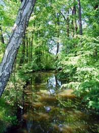 toter Arm in M&uuml;cka